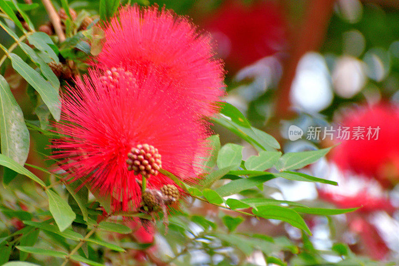 红粉扑/白花白花